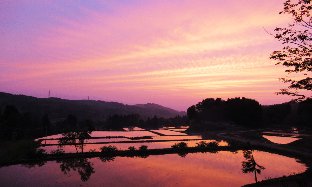 美しい棚田の風景