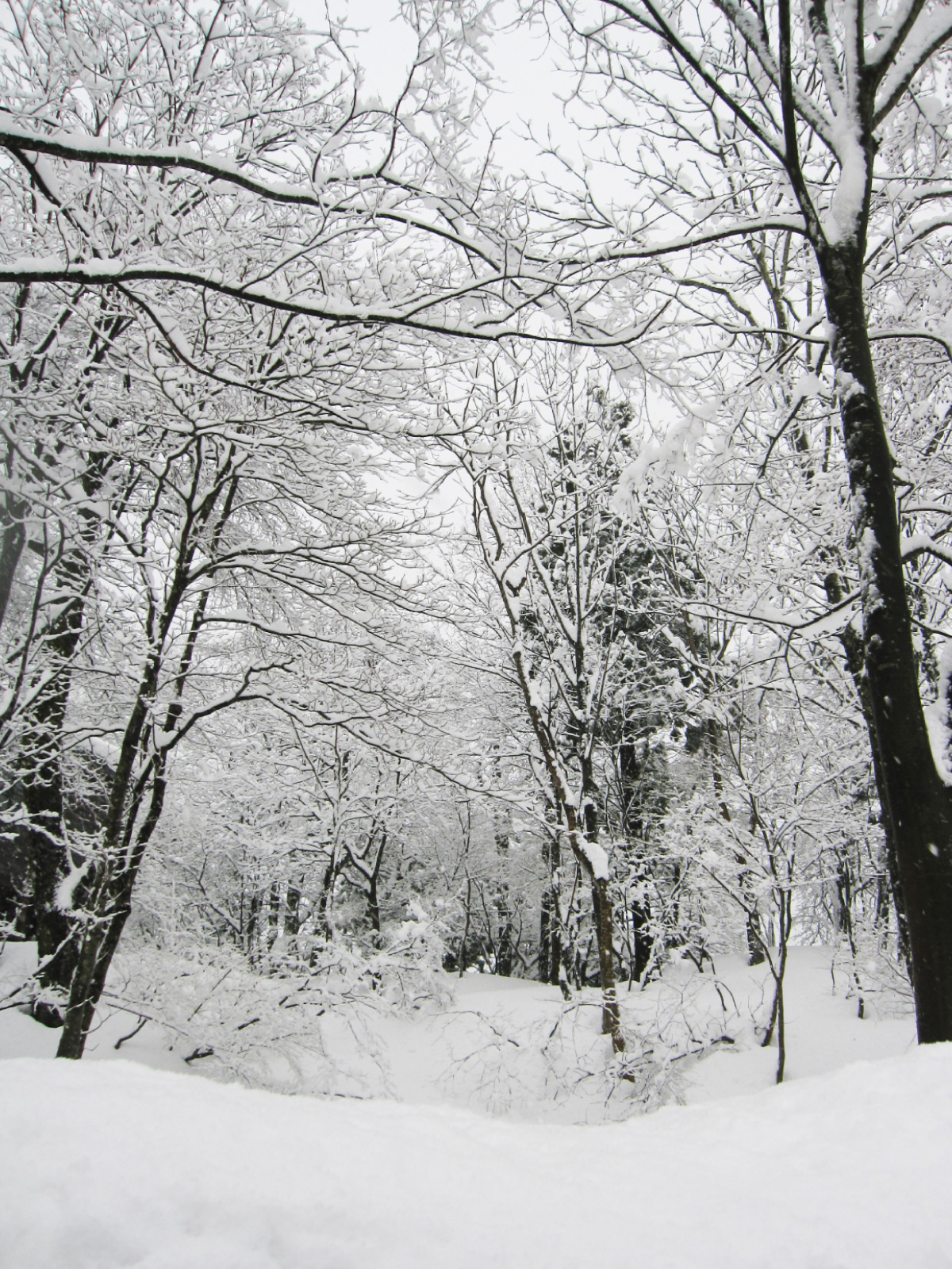 厳しく雪深い牧の冬